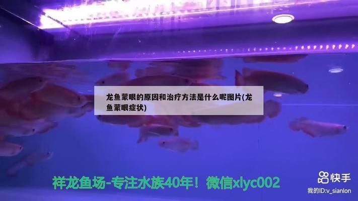 龍魚蒙眼用青霉素可以嗎vs祥龍魚場：青霉素治療龍魚蒙眼病 vs祥龍魚場 第13張