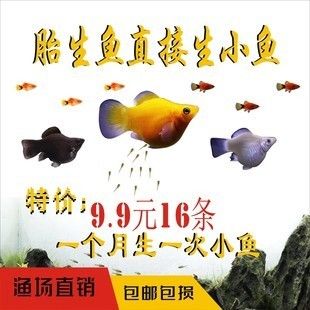 藍(lán)彩虹吉羅魚(yú)：吉羅魚(yú)的生活習(xí)性吉羅魚(yú)的市場(chǎng)價(jià)格 吉羅魚(yú)批發(fā) 第3張