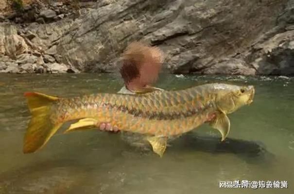 喜馬拉雅皇室金吉羅魚：喜馬拉雅皇室金吉羅魚價格 吉羅魚批發(fā) 第5張