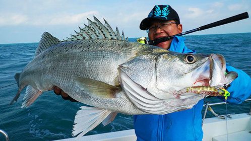 庫德里藍(lán)吉羅魚：庫德里藍(lán)吉羅魚（torkhudree） 吉羅魚批發(fā) 第4張