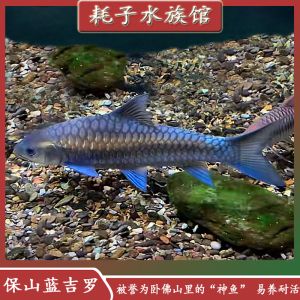 庫德里藍(lán)吉羅魚：庫德里藍(lán)吉羅魚（torkhudree） 吉羅魚批發(fā) 第5張