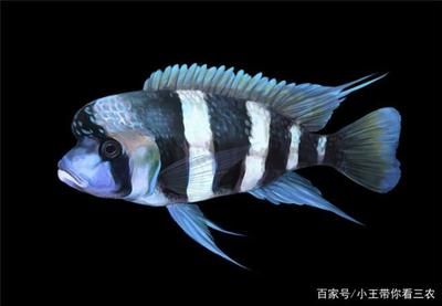 龍魚發(fā)色時間表：關(guān)于龍魚發(fā)色時間表的問題 水族問答 第1張