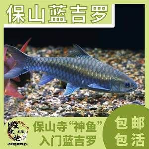 藍忘不了吉羅魚：《藍忘不了吉羅魚》 吉羅魚批發(fā) 第4張