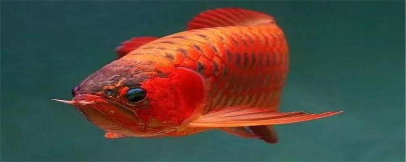 龍魚兜嘴圖：紅龍魚兜嘴圖的制作過程 龍魚百科 第4張