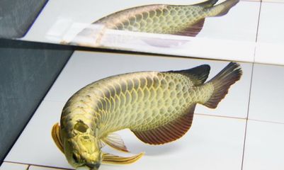 龍魚(yú)換水需要放些什么嗎：給龍魚(yú)換水用什么鹽好龍魚(yú)換水用什么鹽好 龍魚(yú)百科 第3張