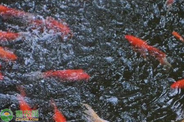 龍魚(yú)發(fā)色藥水怎么用：龍魚(yú)發(fā)色藥水怎么用？ 水族問(wèn)答 第2張