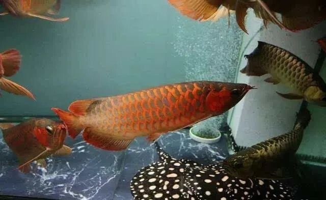 龍魚(yú)的小夜燈用什么顏色的好：紅龍魚(yú)小夜燈的色溫選擇技巧 龍魚(yú)百科 第5張