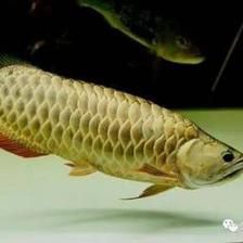 龍魚局部立鱗怎么回事vs祥龍魚場(chǎng)：如何預(yù)防龍魚立鱗病 vs祥龍魚場(chǎng) 第1張