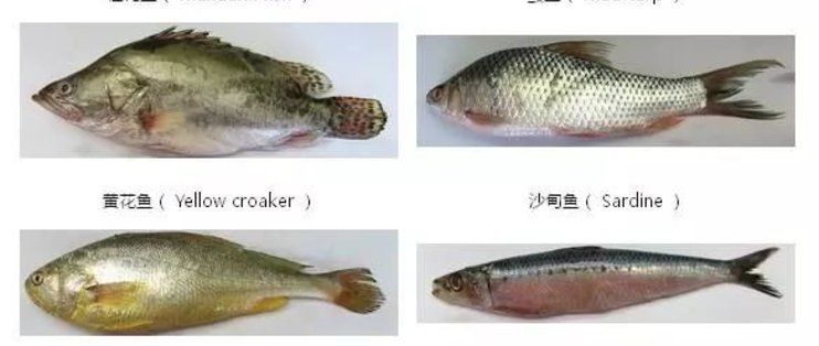 海洋島魚苗品種介紹：海洋島的魚苗品種繁多 龍魚百科