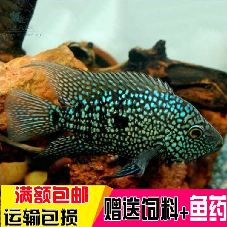 龍魚混養(yǎng)品牌推薦：龍魚混養(yǎng)品牌有哪些 龍魚百科 第1張