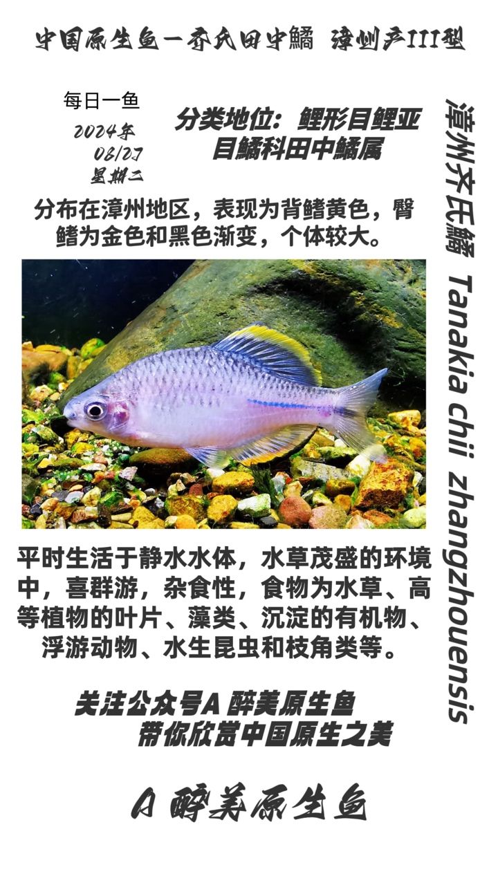 漳州齊氏鱊 第三款：探索漳州齊氏鱊的多樣性與美麗 觀賞魚論壇