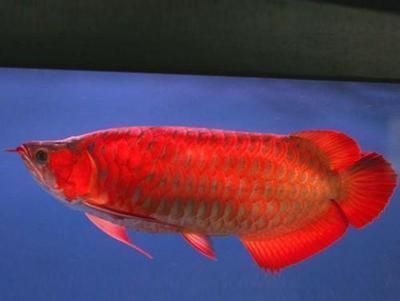 紅龍魚幼苗吃什么好：紅龍魚幼苗人工飼料品牌推薦 龍魚百科 第5張