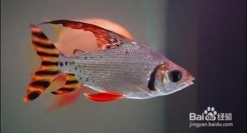 飛鳳和龍魚：飛鳳魚和龍魚可以一起養(yǎng)嗎 龍魚百科 第3張