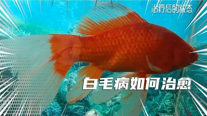 紅龍魚白毛病怎么治好的呢：如何治療紅龍魚白毛病 龍魚百科 第2張