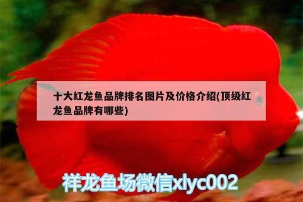 頂級(jí)紅龍魚(yú)品牌排行榜前十名有哪些：2024年紅龍魚(yú)品牌排行榜前十名 龍魚(yú)百科 第5張