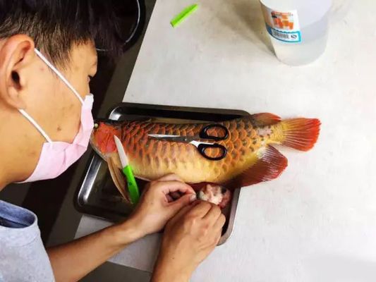 龍魚喂了活泥鰍后吃食就出問題了vs祥龍魚場(chǎng)：如何正確投喂龍魚活餌，龍魚飼料與活餌的營(yíng)養(yǎng)對(duì)比 vs祥龍魚場(chǎng) 第4張