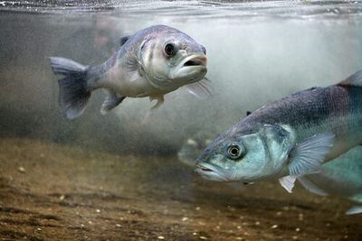 龍魚分辨公母的方法：龍魚公母的區(qū)別 水族問答