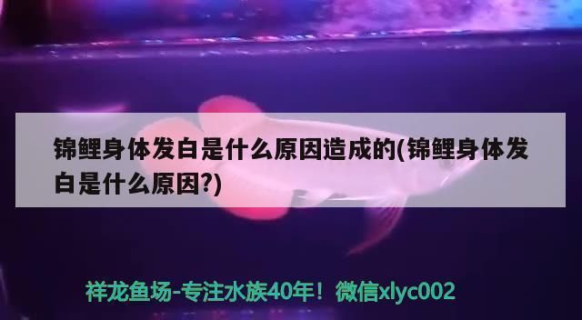 龍魚身上起了一層白霜vs祥龍魚場：祥龍魚場評價(jià)如何龍魚常見疾病預(yù)防 vs祥龍魚場 第1張