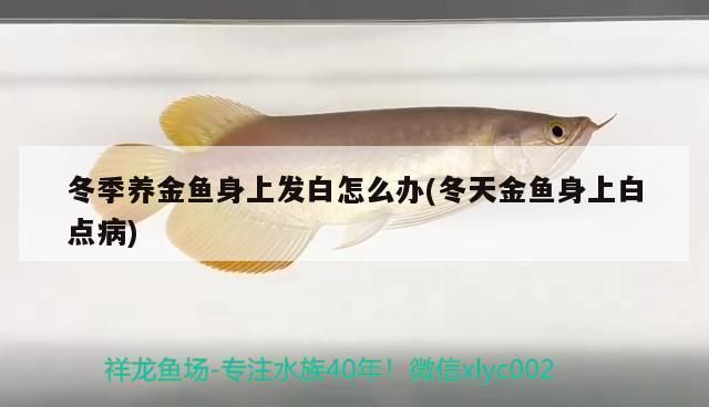 龍魚身上起了一層白霜vs祥龍魚場：祥龍魚場評價(jià)如何龍魚常見疾病預(yù)防 vs祥龍魚場 第5張