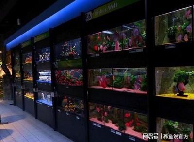 南京賣龍魚的水族店在哪里：南京愛上魚水族生活館 龍魚百科 第1張