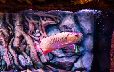 南京賣龍魚的水族店在哪里：南京愛上魚水族生活館 龍魚百科 第3張