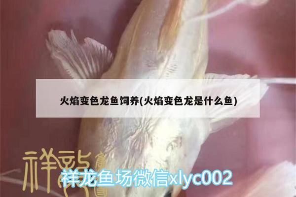 龍魚摔了怎么處理好呢vs祥龍魚場：龍魚摔傷后如何正確處理 vs祥龍魚場 第5張