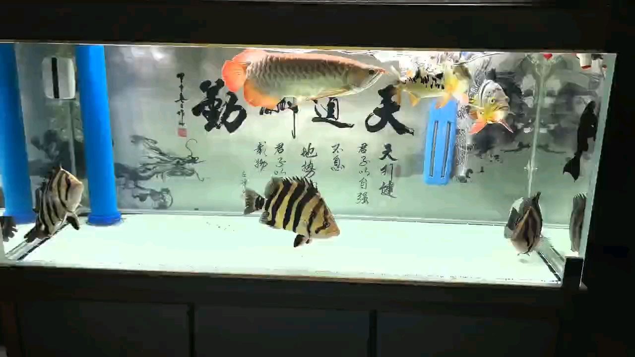 受傷在家看魚：受傷的個體在家中養(yǎng)魚的經(jīng)歷