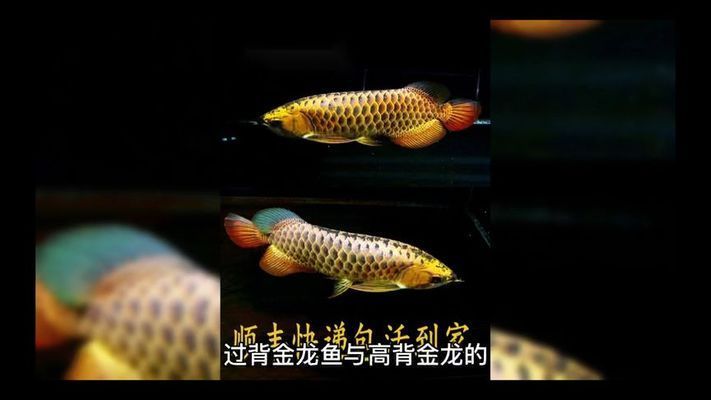 過背金龍魚與高背金龍魚分別是什么：過背金龍魚與高背金龍魚價(jià)格對比 龍魚百科 第1張