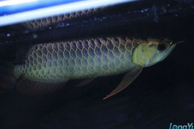 過背藍底金龍魚：如何鑒別過背藍底金龍魚血統(tǒng)，金龍魚飼養(yǎng)水質(zhì)處理技巧 龍魚百科 第5張