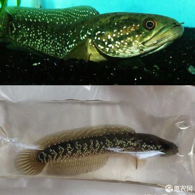 七星魚和雷龍魚哪個(gè)好養(yǎng)：七星魚與雷龍魚在養(yǎng)殖難度上有所區(qū)別 龍魚百科 第5張