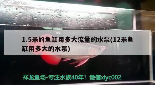 龍魚跳出缸摔了又放回去沒事吧vs祥龍魚場：如何防止龍魚跳出缸外的常見原因 vs祥龍魚場 第4張