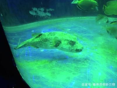 龍魚浮頭沉尾還大口喘氣：龍魚浮頭、沉尾、大口喘氣怎么辦？ 水族問答 第2張