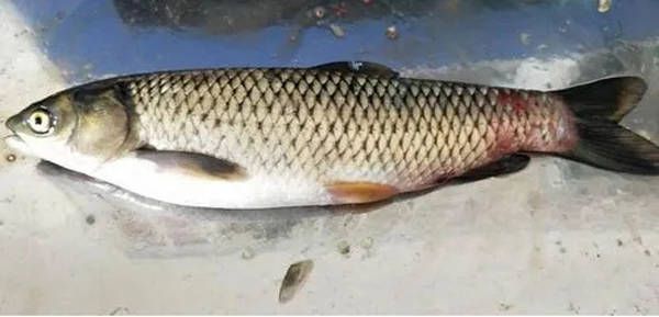 龍魚(yú)腹鰭斷了：龍魚(yú)腹部斷裂的原因及治療方法 水族問(wèn)答