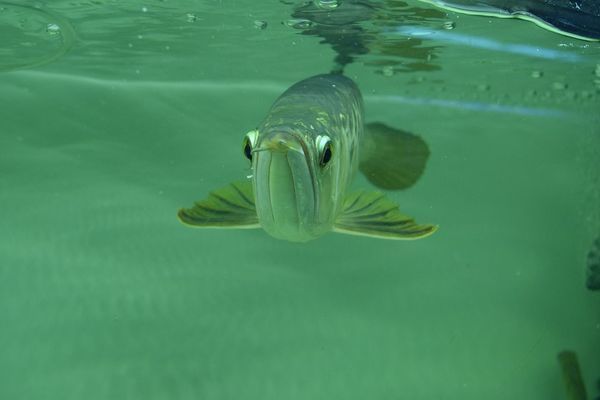 龍魚幾天能適應(yīng)新環(huán)境vs祥龍魚場(chǎng)：如何判斷龍魚是否適應(yīng)新環(huán)境 vs祥龍魚場(chǎng) 第3張