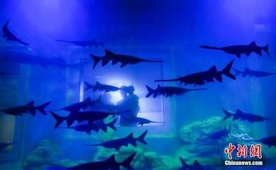 濟(jì)南水族館：山東濟(jì)南水族館門票價格開放時間開放時間開放時間 龍魚百科 第4張