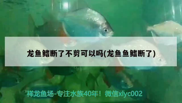 龍魚尾巴斷了怎么辦vs祥龍魚場：龍魚斷尾后的護理方法 vs祥龍魚場 第2張