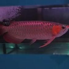 龍魚干飼料：使用龍魚干飼料時(shí)，多久更換一次喂食量合適？ 水族問答 第1張