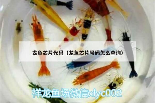 查龍魚芯片號：如何查詢龍魚芯片號 龍魚百科 第1張