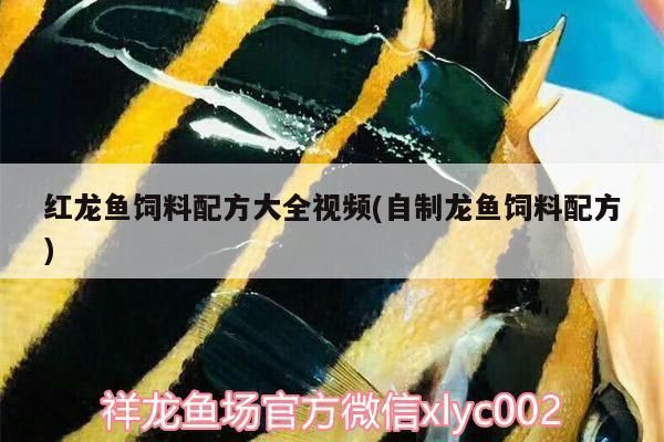 龍魚飼料怎么做的：自制龍魚飼料保存技巧 龍魚百科 第1張