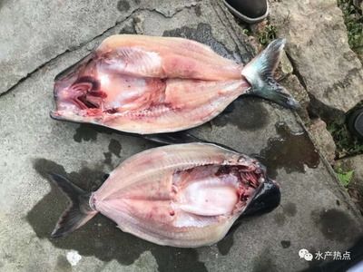 龍魚剛到家不吃食什么原因造成的：龍魚剛到家不吃東西怎么辦？ 水族問答 第1張