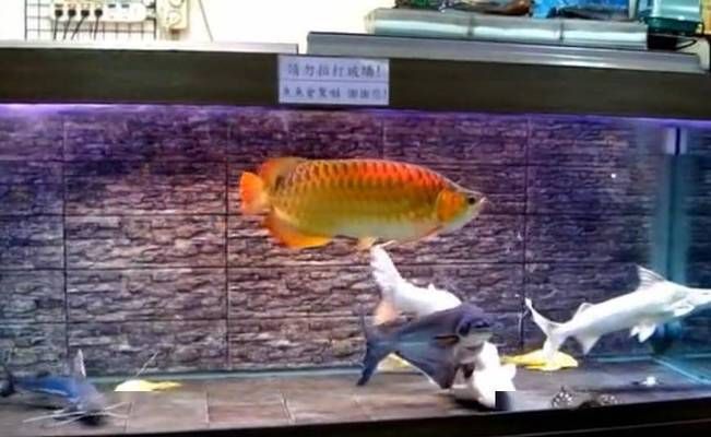 龍魚害怕人靠近它嗎：龍魚害怕人的天性如何改變龍魚混養(yǎng)需要注意哪些問(wèn)題 龍魚百科 第2張