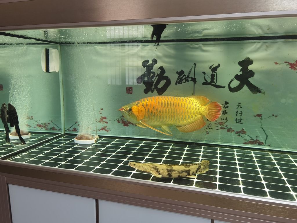  觀賞魚(yú)論壇