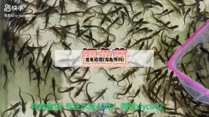 《龍魚?？罚骸洱堲~?？肥且槐娟P(guān)于龍魚的雜志