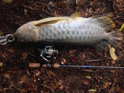 龍魚用什么釣最好：釣龍魚時(shí)，選擇合適的魚餌至關(guān)重要，龍魚釣魚地點(diǎn)推薦 龍魚百科 第4張