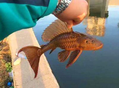 龍魚用什么釣最好：釣龍魚時(shí)，選擇合適的魚餌至關(guān)重要，龍魚釣魚地點(diǎn)推薦 龍魚百科 第5張