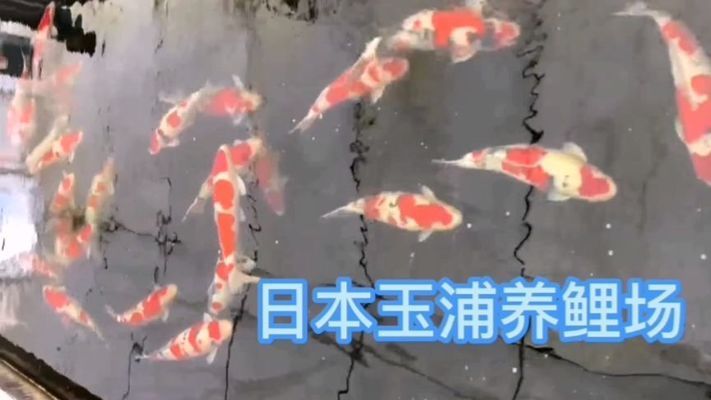 伊巴卡魚與日本錦鯉對比：伊巴卡魚與日本錦鯉 龍魚百科 第2張