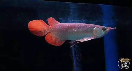 龍魚(yú)脫肛怎么治療：龍魚(yú)常見(jiàn)病防治指南 龍魚(yú)百科 第2張