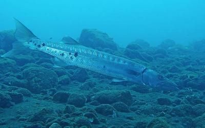 龍魚(yú)鱗上面有小白點(diǎn)嗎：龍魚(yú)鱗片上出現(xiàn)小白點(diǎn)可能是由多種原因引起 龍魚(yú)百科 第4張