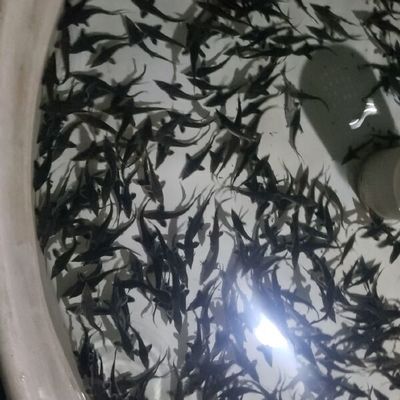 鱘龍魚多少錢一斤：鱘龍魚價(jià)格走勢(shì) 龍魚百科 第5張