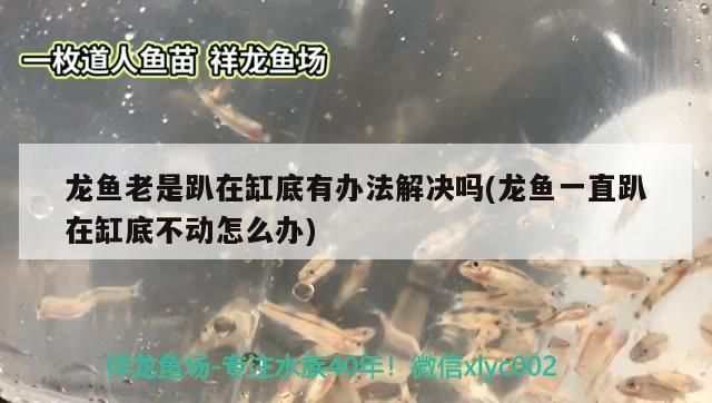 龍魚突然趴缸呼吸困難vs祥龍魚場：祥龍魚場評價(jià)如何龍魚呼吸困難的急救措施